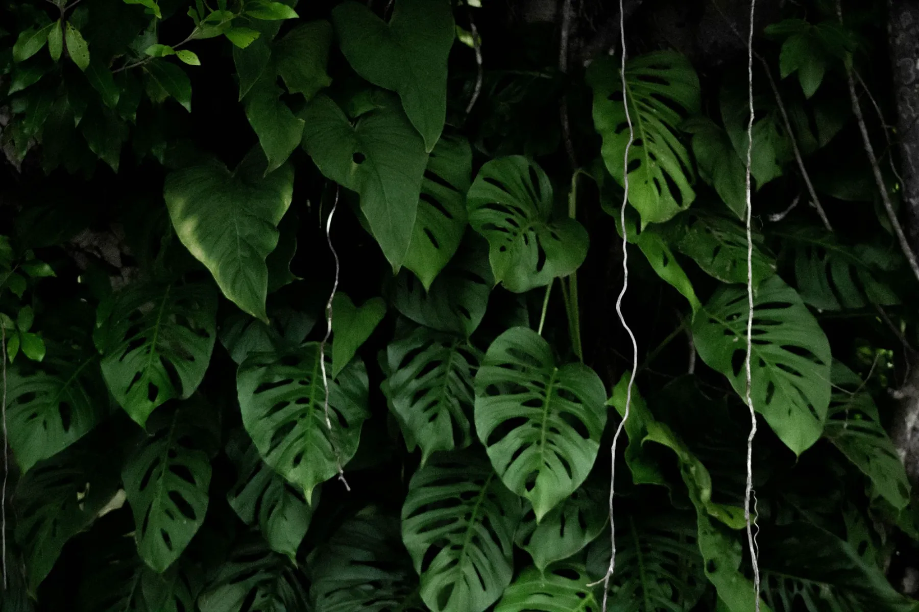 Hojas verdes con perforaciones sobre un fondo oscuro de bosque